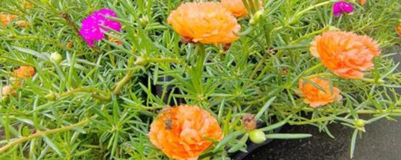 重瓣太阳花的种植方法，第一次浇水要浇足
