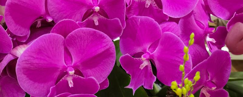 蝴蝶兰的开花时间，大多为每年4-6月份