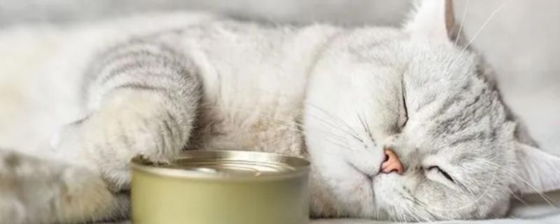 春天猫咪食欲下降如何处理，可以尝试调整饮食结构