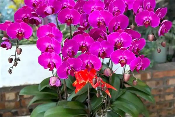 蝴蝶兰的开花时间，大多为每年4-6月份