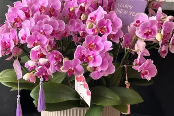 蝴蝶兰的开花时间，大多为每年4-6月份