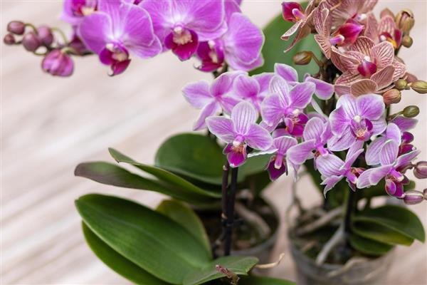 蝴蝶兰的开花时间，大多为每年4-6月份