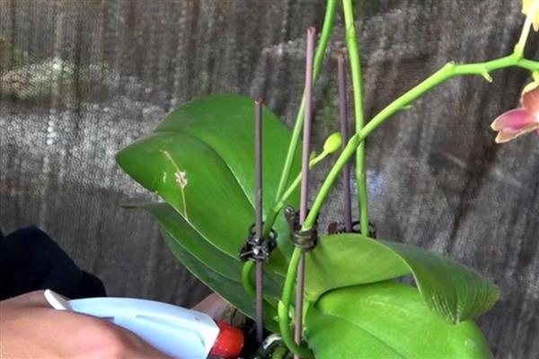 蝴蝶兰的开花时间，大多为每年4-6月份