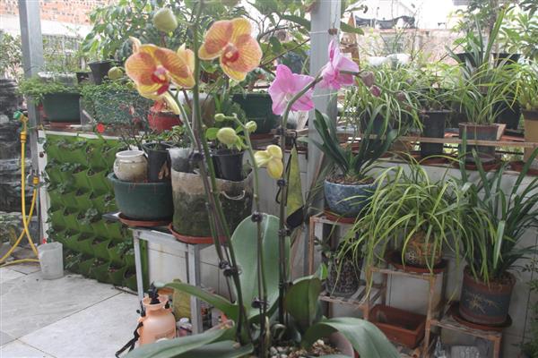 蝴蝶兰的开花时间，大多为每年4-6月份