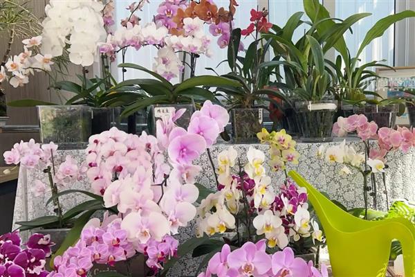 蝴蝶兰的开花时间，大多为每年4-6月份