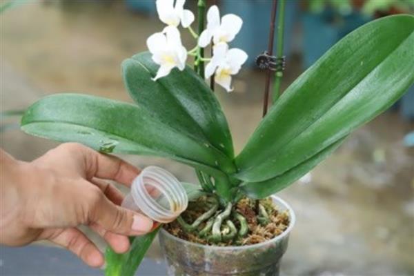 蝴蝶兰的开花时间，大多为每年4-6月份