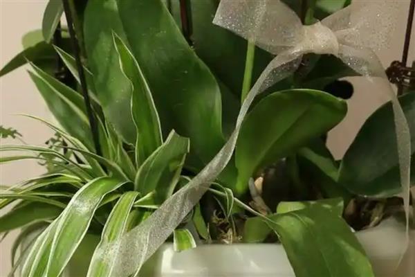 蝴蝶兰的开花时间，大多为每年4-6月份