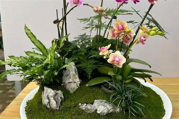 蝴蝶兰的开花时间，大多为每年4-6月份