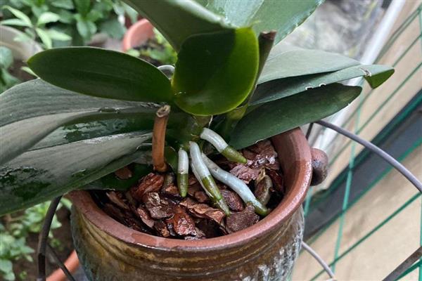 蝴蝶兰的开花时间，大多为每年4-6月份