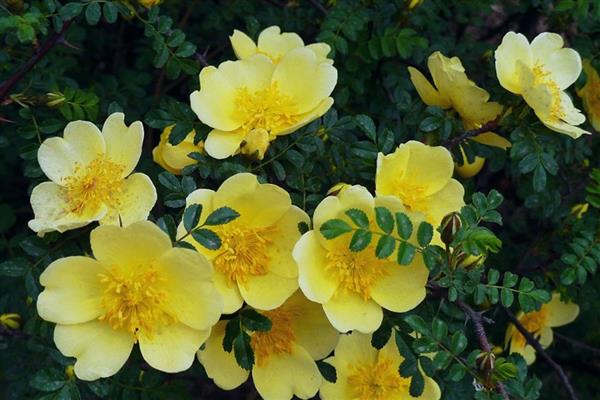 哪些花卉呈黄色，常见黄刺玫、腊梅花等品种