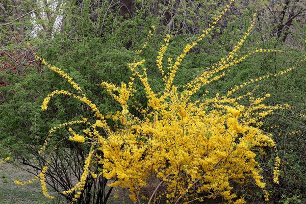 哪些花卉呈黄色，常见黄刺玫、腊梅花等品种