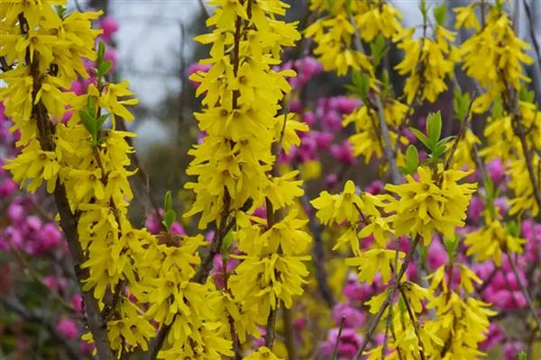 哪些花卉呈黄色，常见黄刺玫、腊梅花等品种