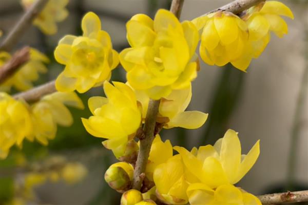 哪些花卉呈黄色，常见黄刺玫、腊梅花等品种