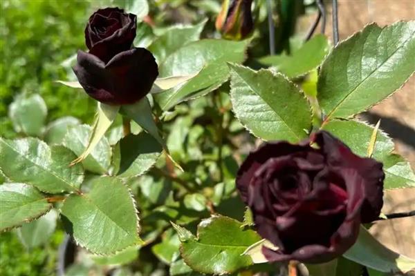 哪些花卉呈黄色，常见黄刺玫、腊梅花等品种