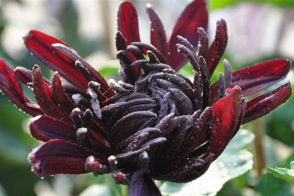 哪些花卉呈黄色，常见黄刺玫、腊梅花等品种