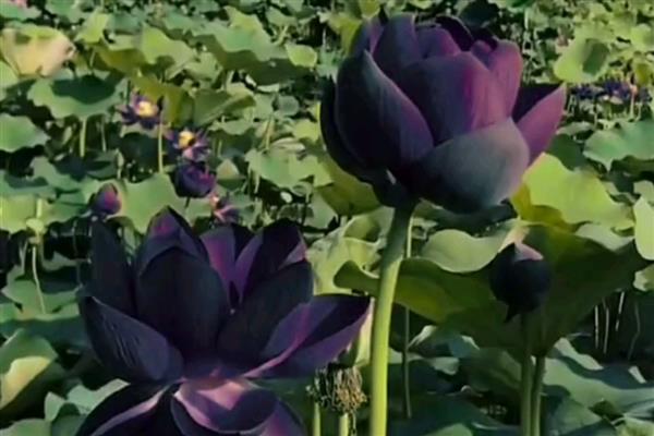 哪些花卉呈黄色，常见黄刺玫、腊梅花等品种