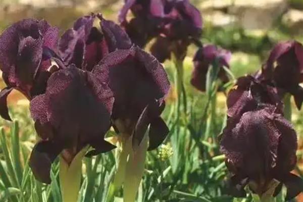 哪些花卉呈黄色，常见黄刺玫、腊梅花等品种