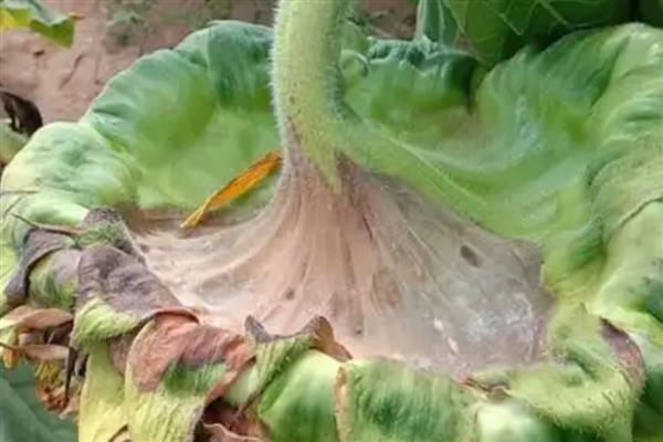 葵花为什么会烂头，原因是感染了烂头病