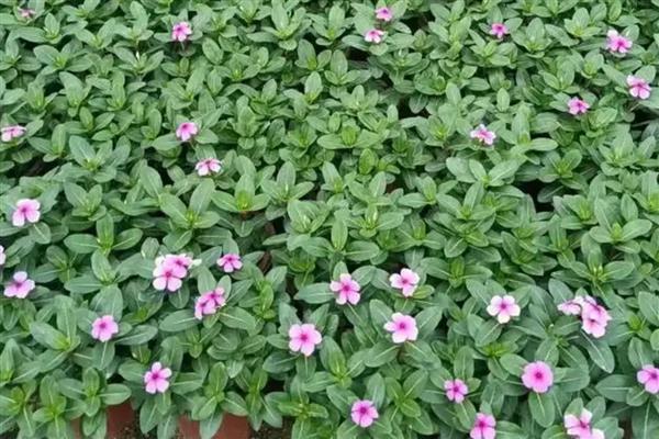 长春花如何养殖，生长期要给它充足的光照