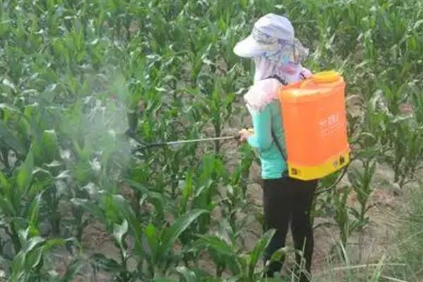 预防玉米倒伏的方法，喷施控旺剂可增强抗倒伏能力