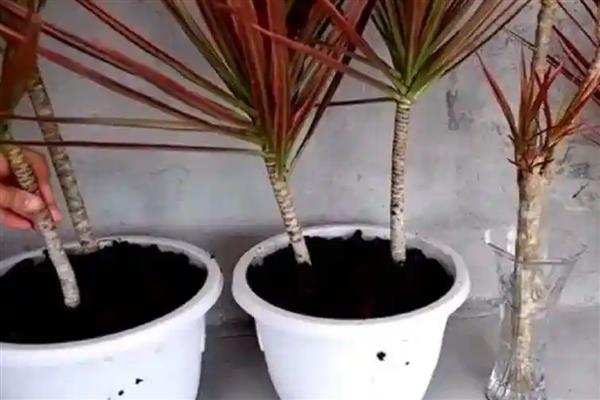 五彩千年木的繁殖方法，一般以分株为主