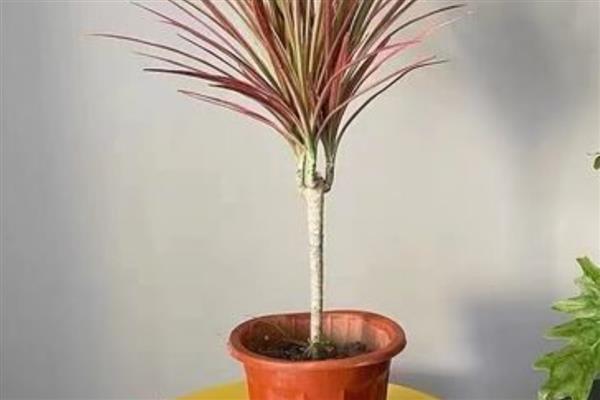 五彩千年木的繁殖方法，一般以分株为主