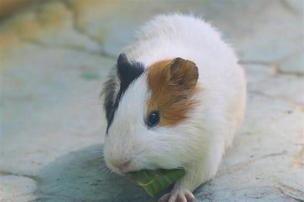 荷兰猪的寿命，圈养一般只能活8年左右