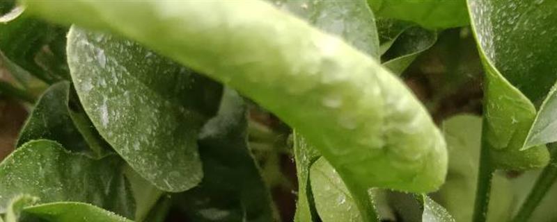 菠菜烂根怎么办，发生枯萎病时可清除病根并喷施多菌灵等药物