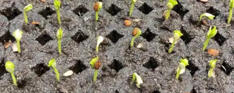 苦瓜种子能不能直接播种，直接种植的发芽率比较低