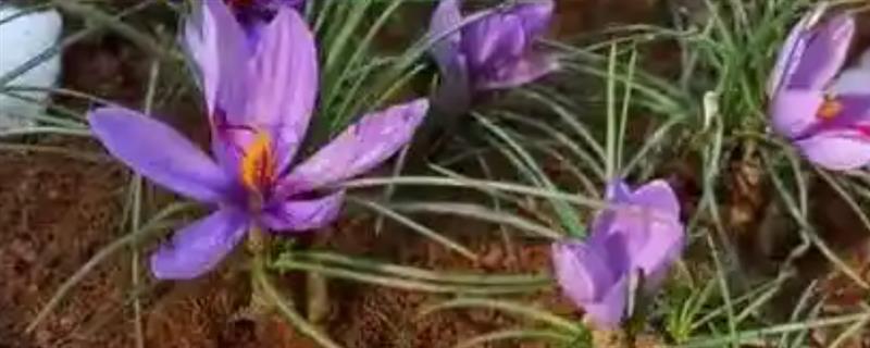 藏红花种球能种几年，只能种植一年