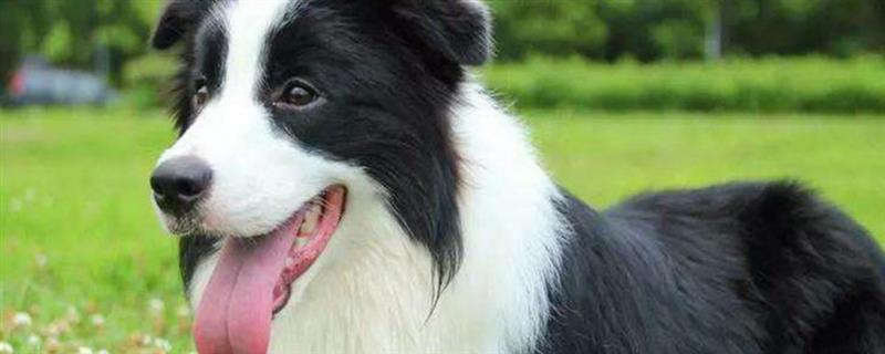 边境牧羊犬的食物，饲喂高热量、高营养的狗粮