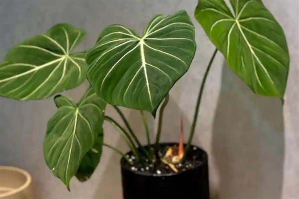 蔓绿绒是哪个科里面的植物，属于天南星科常绿草本植物