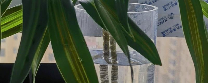 百合竹如何水培养殖，生根后不宜换水