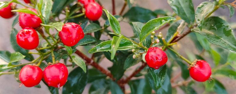 怎么养殖看樱桃盆景，将其放置在向阳处养护