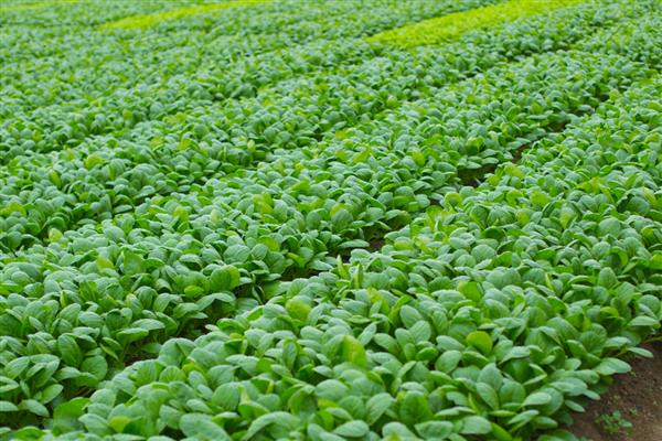 菠菜烂根怎么办，发生枯萎病时可清除病根并喷施多菌灵等药物