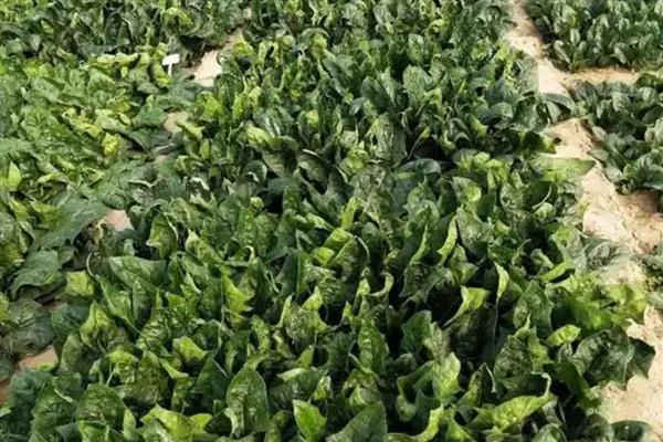 菠菜烂根怎么办，发生枯萎病时可清除病根并喷施多菌灵等药物