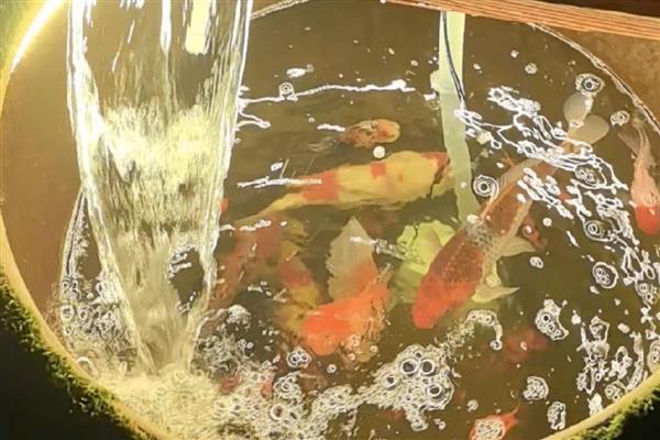 浇花用什么水，养鱼水、淘米水、剩茶水等水质都很合适