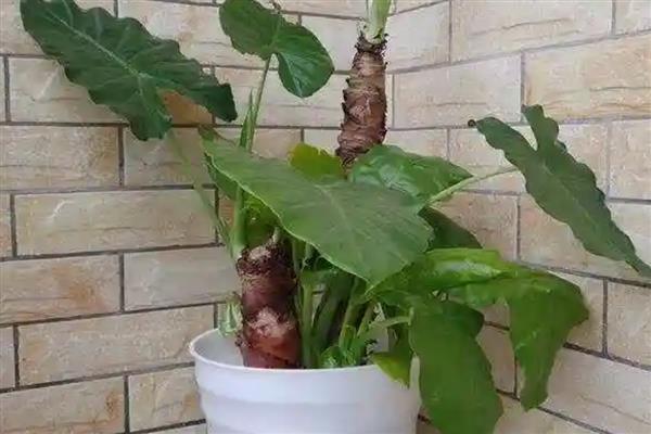 让滴水观音变多头的方法，长到合适的高度后需切除生长点