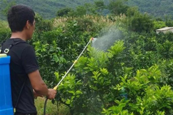 食用葡萄糖粉能不能做叶面肥，能当做叶面肥使用