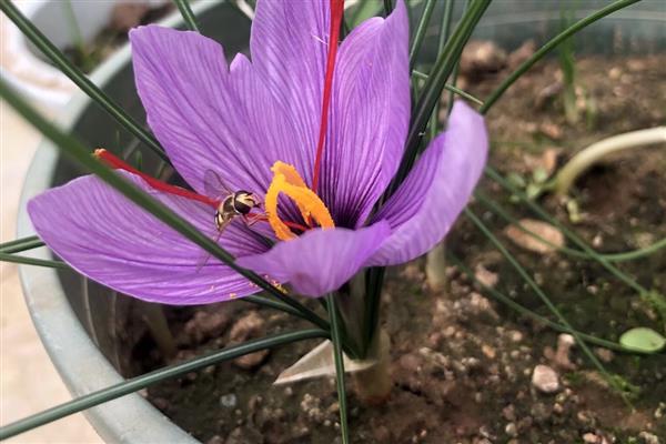 藏红花种球能种几年，只能种植一年