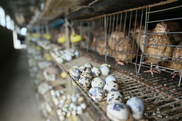 鹌鹑吃哪种饲料能增加产蛋量，每天可投喂3次谷物类饲料