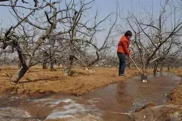 对果树漫灌大水有什么坏处，会出现根系死亡、果树旺长等情况