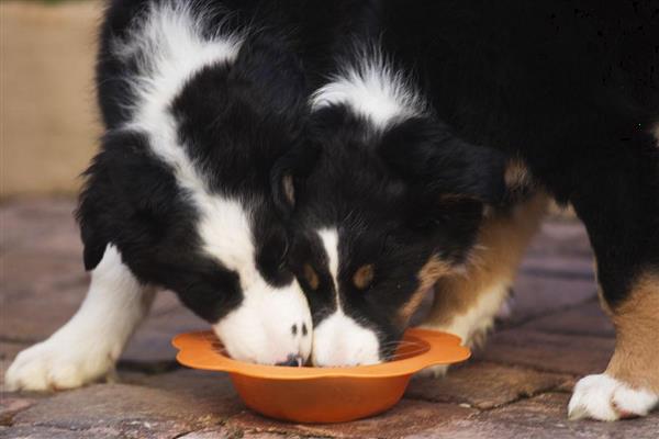 边境牧羊犬的食物，饲喂高热量、高营养的狗粮