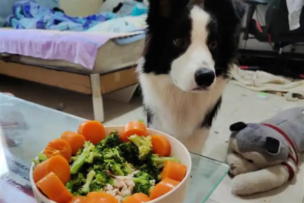 边境牧羊犬的食物，饲喂高热量、高营养的狗粮