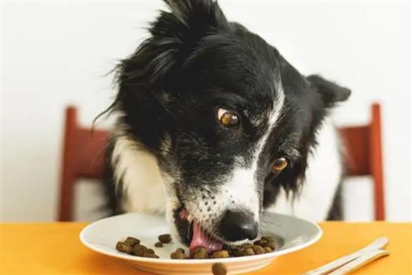 边境牧羊犬的食物，饲喂高热量、高营养的狗粮