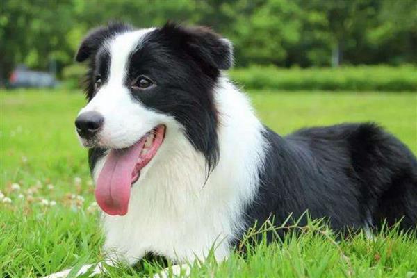 边境牧羊犬的食物，饲喂高热量、高营养的狗粮