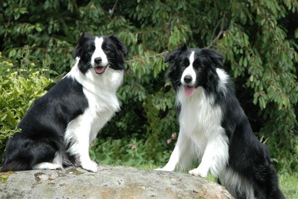 边境牧羊犬的食物，饲喂高热量、高营养的狗粮