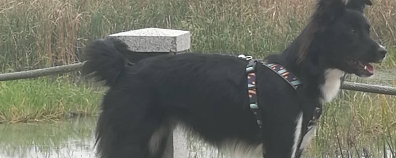 边牧串串聪不聪明，该品种非常聪明