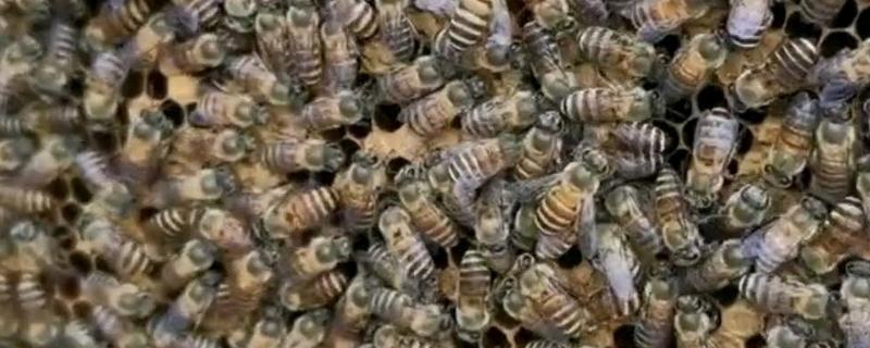 用空气清新剂合并蜂群的方法，喷洒两群蜂并保护好蜂王再合并