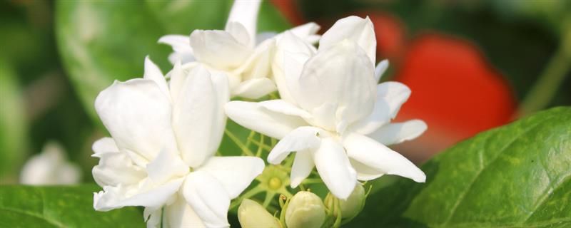 让茉莉花茂盛生长的方法，生长旺季要追施稀薄的有机肥